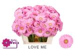 Vollsortiment Gerbera LOVEME - 1 Stiel
